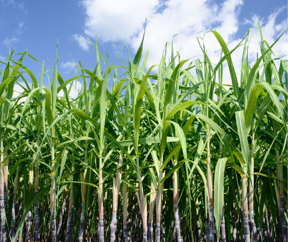 Sugar Cane Development Application